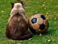 FB体育在线-里昂战平AC米兰，拉莫斯补时绝平欧冠——欧洲赛场的震撼时刻